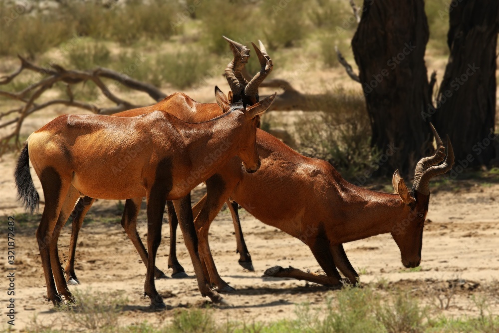 Group of Red hartebeest, Alcelaphus buselaphus caama or Alcelaphus caama drinking from waterhole. Group of Red hartebeest, Alcelaphus buselaphus caama or Alcelaphus caama drinking from waterhole.