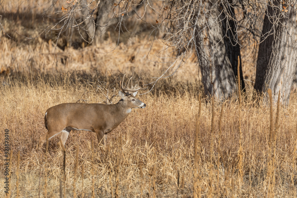 Fototapeta premium Whitetail Deer Buck in Colorado in the Fall Rut