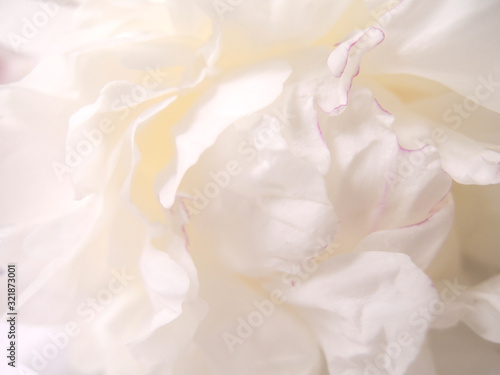 Blur abstract background. Lovely peony bouquet close up on white wall background. Stylish white peonies with pink petals. Hello spring wallpaper. Happy Mother's day. Happy valentine's day.