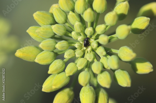 Meligethes aeneus , pollen beetle. Pest of oilseed, rape, canola, rapeseed