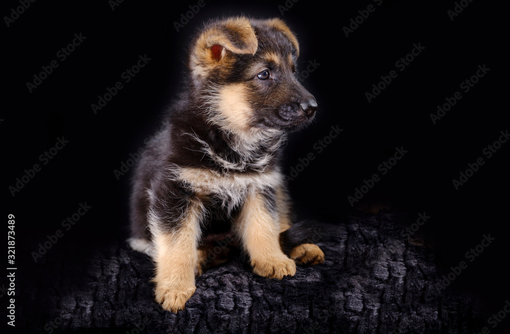 Portrait of a 7 week old german shepherd puppy, the pup is sitting, black background, copy-space
