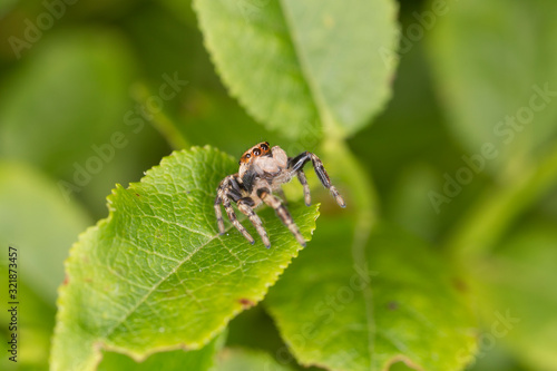 Euophrys frontalis jumping spider. The Euophrys frontalis spider is a genus of jumping spiders родини  Salticidae.  © ihorhvozdetskiy