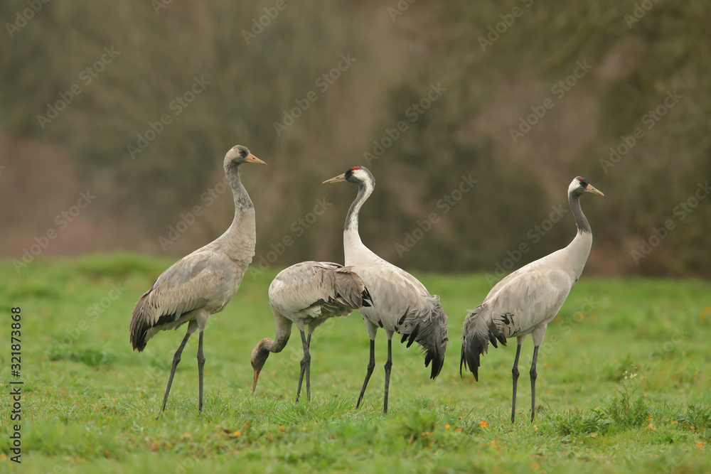 Common cranes (Grus grus), in the grass Common cranes (Grus grus), in the grass