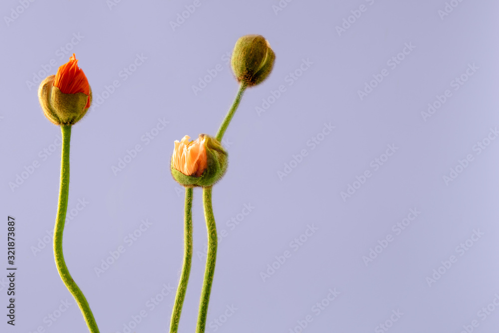 Three poööies buds isolated on blue background Three poööies buds isolated on blue background