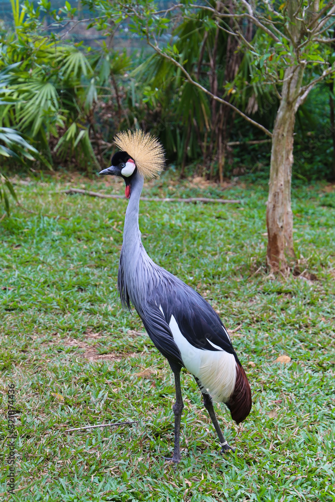 Fototapeta premium Crowned crane in full growth