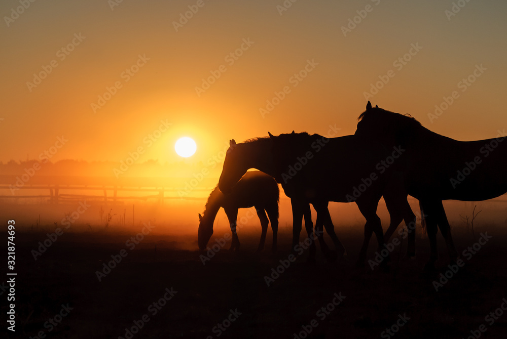Herd of horses grazing in a field on a background of fog and sunrise Herd of horses grazing in a field on a background of fog and sunrise