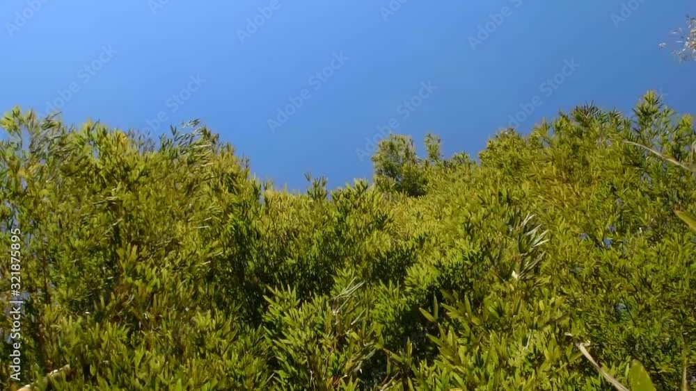 青空の下、風に揺れる緑の竹を見上げる 青空の下、風に揺れる緑の竹を見上げる