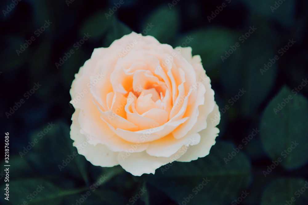 pink rose in garden pink rose in garden