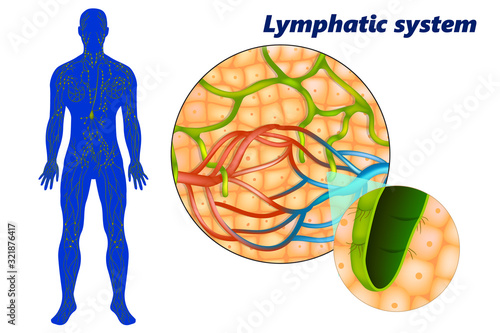 Human lymphatic system ( lymphoid system). Lymph capillaries in the tissue spaces
