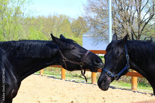 Two black horses close-up in a summer corral on a blurry background. Horses kiss