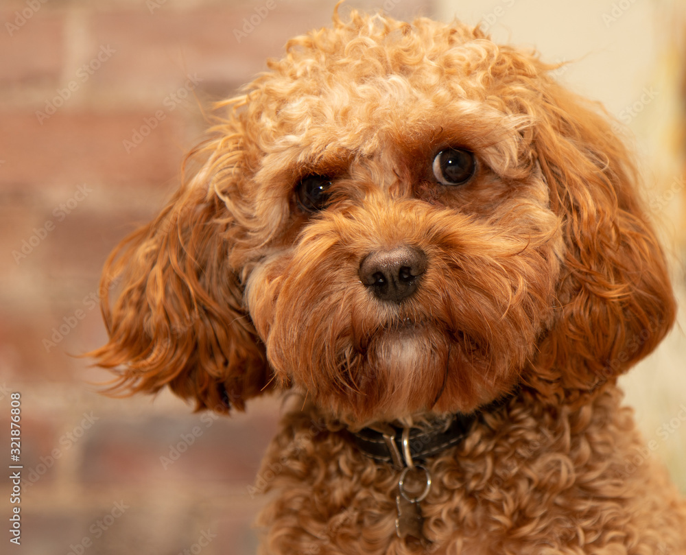 Cavapoo Cavapoo