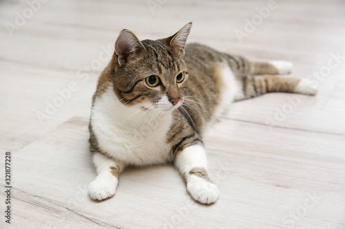 Cute tabby cat lying on wooden floor at home. Friendly pet