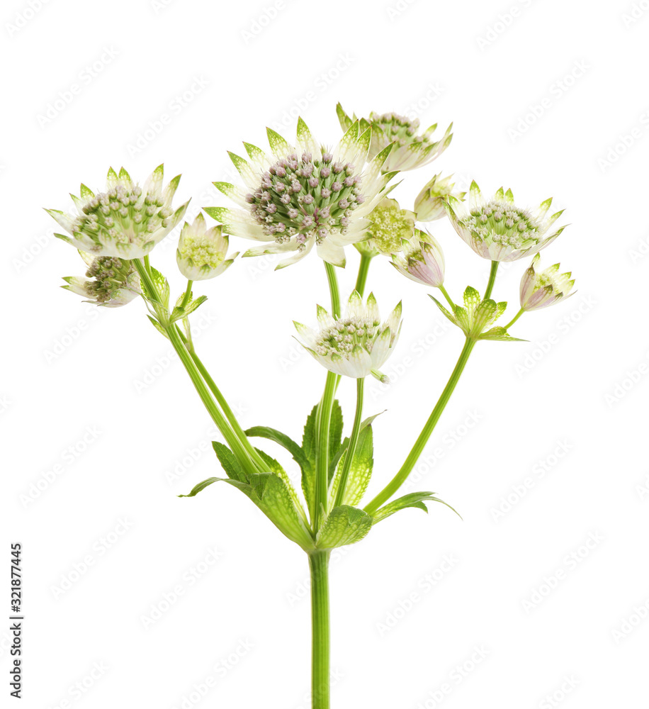 Obraz premium Beautiful fresh astrantia flowers isolated on white