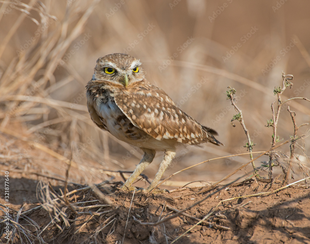 Burrowing Owl Burrowing Owl