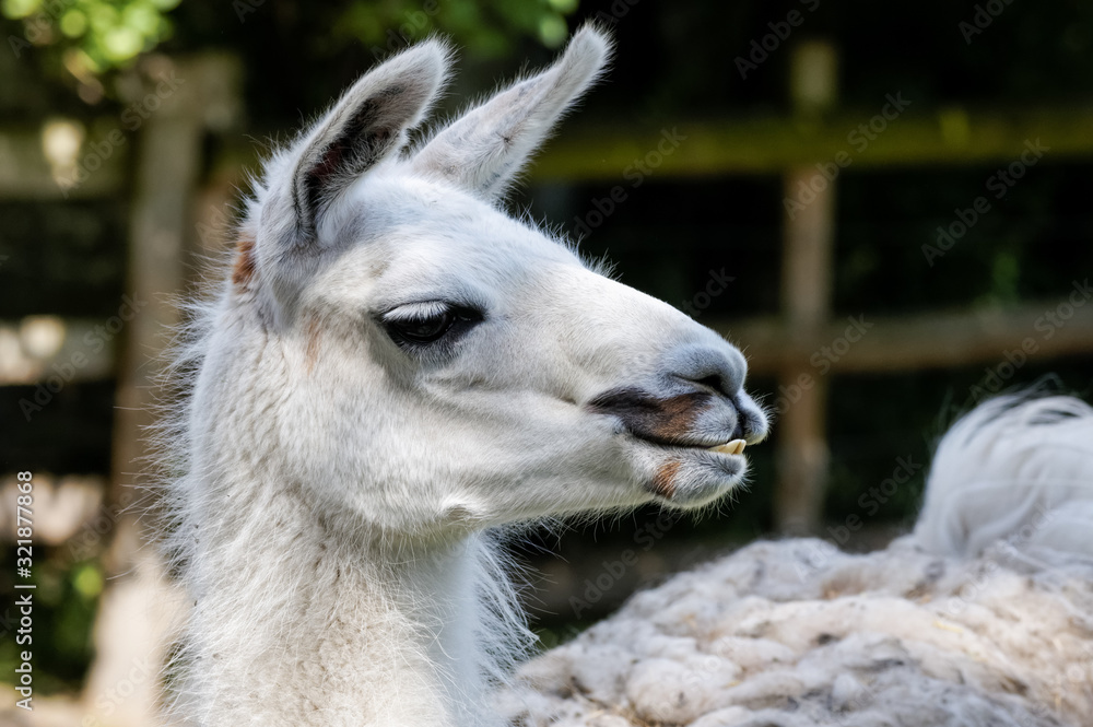 close up portrait of white llama