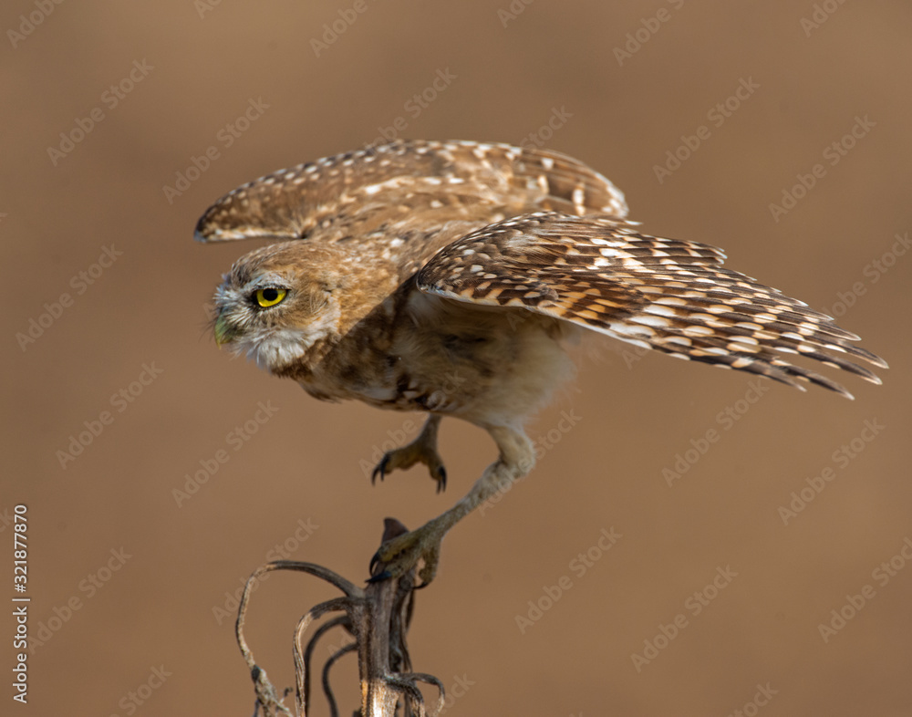 Obraz premium Burrowing Owl