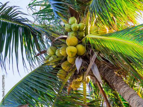 Coconut on palm tree. In Nha Trang, Vietnam