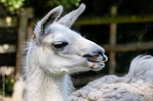 close up portrait of white llama © Marcin Rogozinski