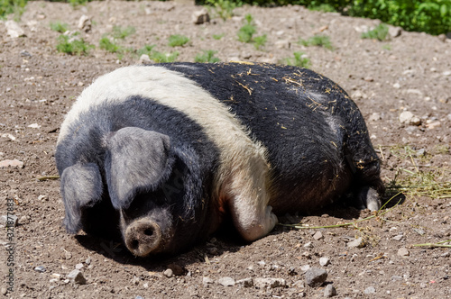 Photography Wessex Saddleback pig at the farm