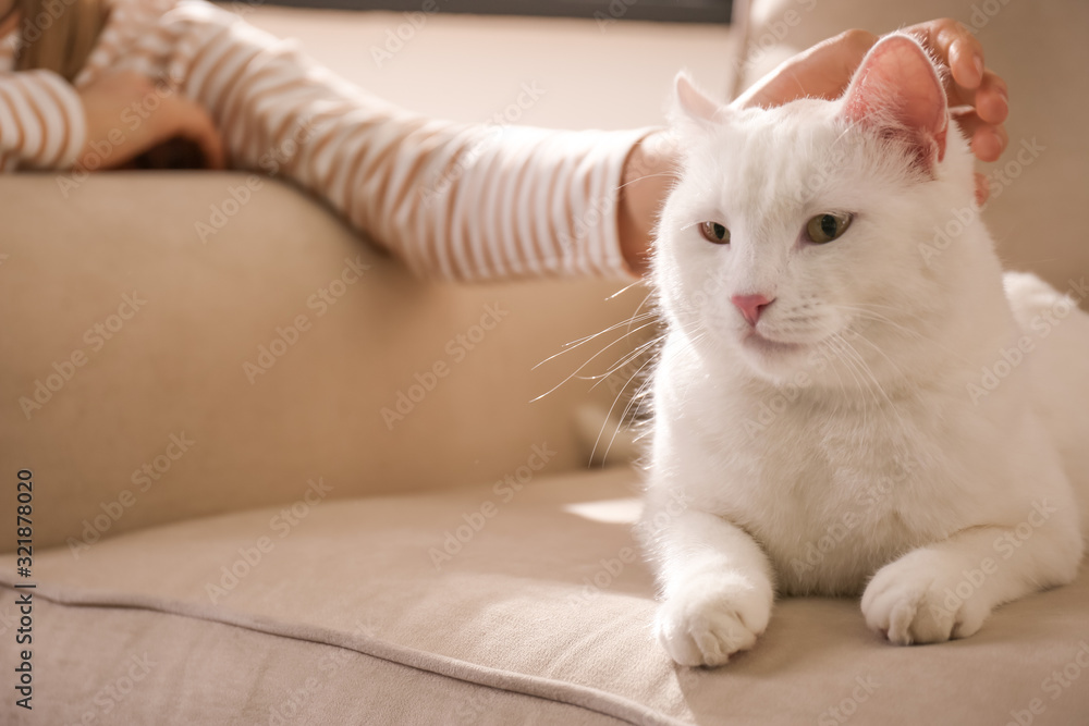 Young woman with her beautiful white cat at home, closeup. Fluffy pet Young woman with her beautiful white cat at home, closeup. Fluffy pet