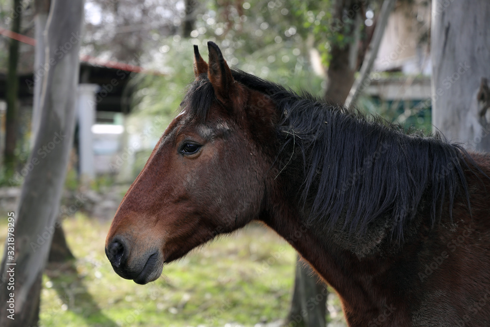 Fototapeta premium portrait of a horse