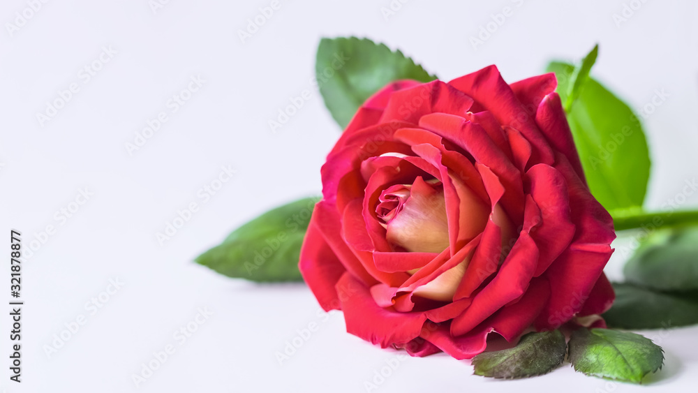 large red rose on a white macro background. background with a red rose. large red rose on a white macro background. background with a red rose.