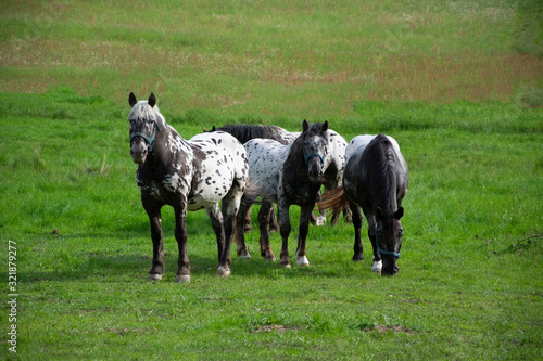 three horses on the meadow