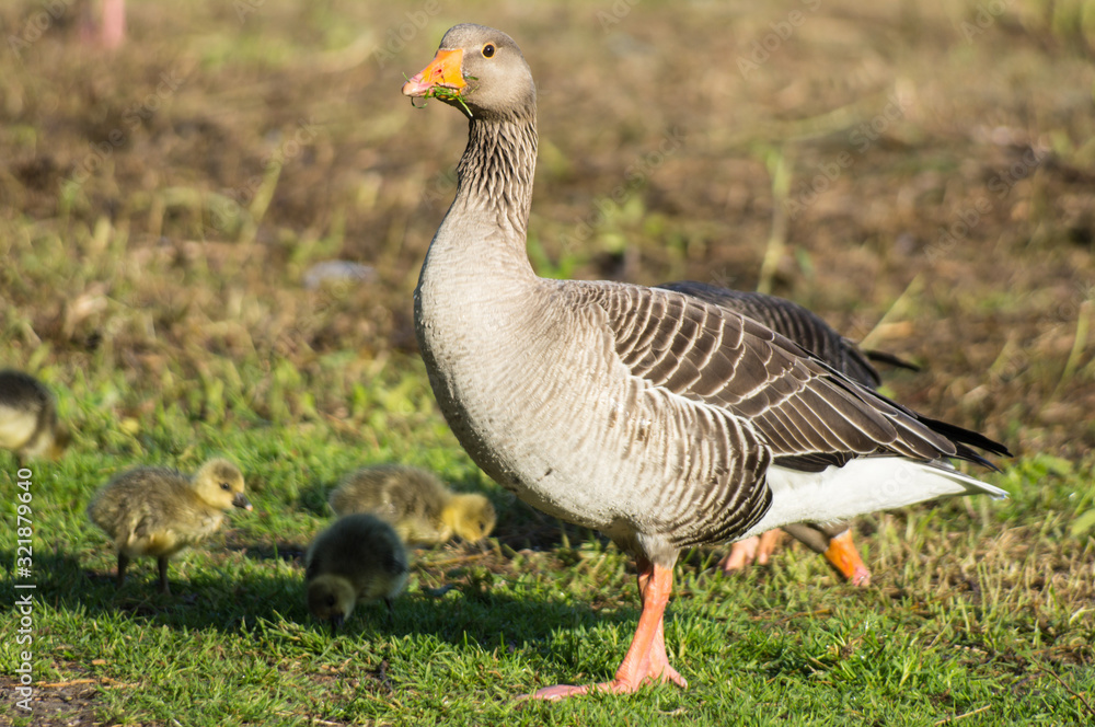 greylag goose ,greylag geese with chicks greylag goose ,greylag geese with chicks