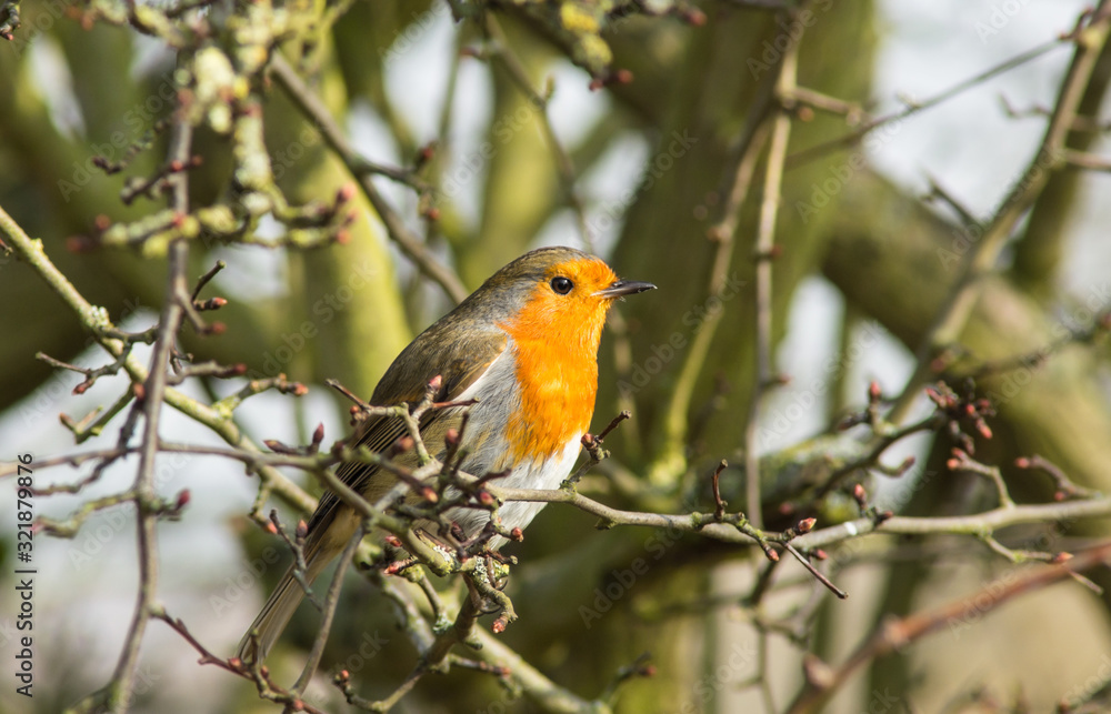 The European robin Erithacus rubecula