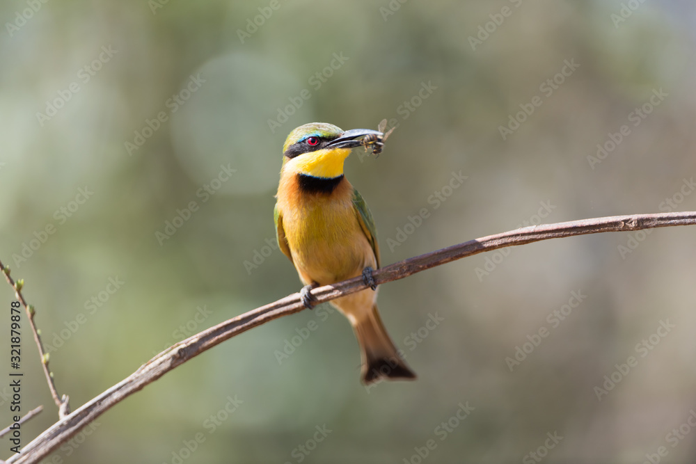 Obraz premium Bee eater in the wilderness of Africa, European bee eetar
