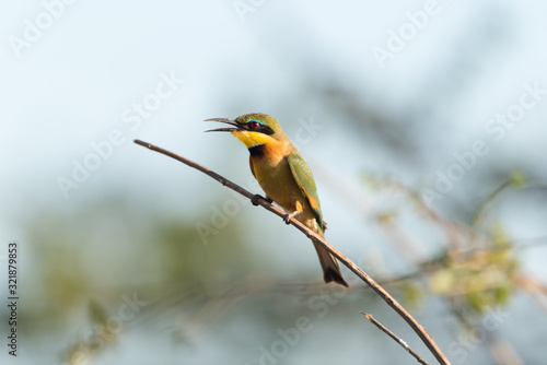 Bee eater in the wilderness of Africa, European bee eetar © Ozkan Ozmen