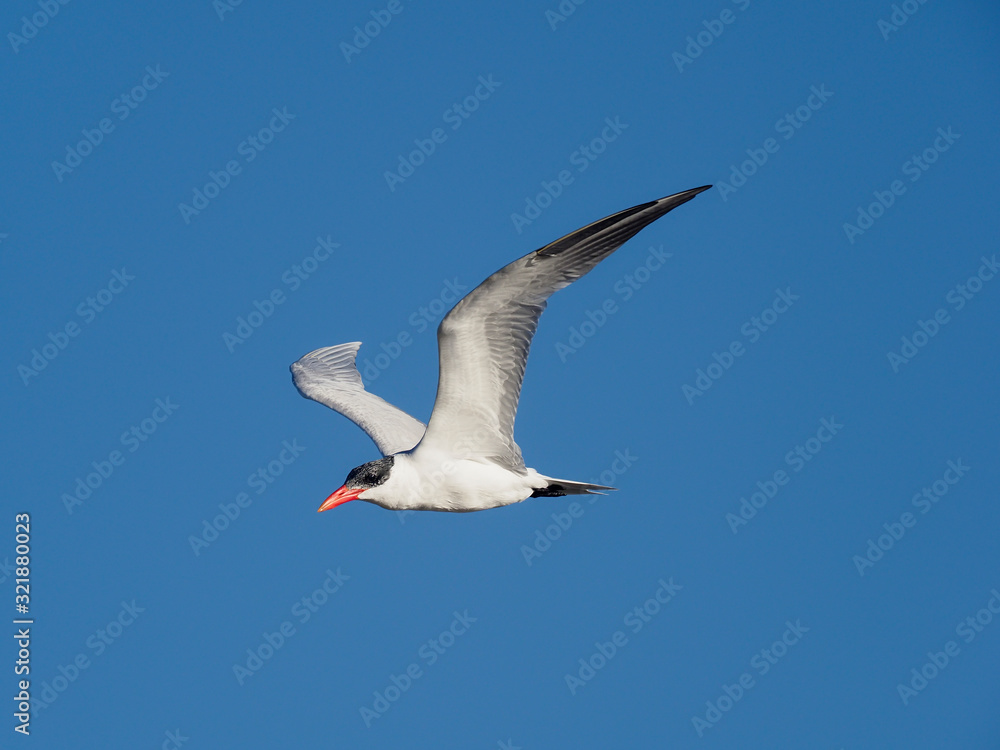 Caspian tern, Sterna caspia Caspian tern, Sterna caspia
