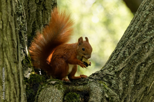 Eurasian red squirrel (Sciurus vulgaris) © Marcin Rogozinski
