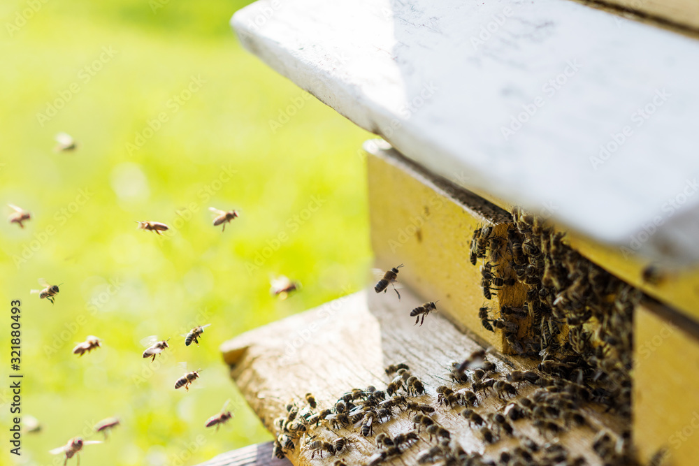 Bees flying with nectar to beehive, close up view with meadow background. Apiculture concept Bees flying with nectar to beehive, close up view with meadow background. Apiculture concept