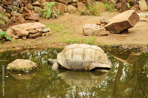 Galapagos Giant Tortoise.Big Turtle.