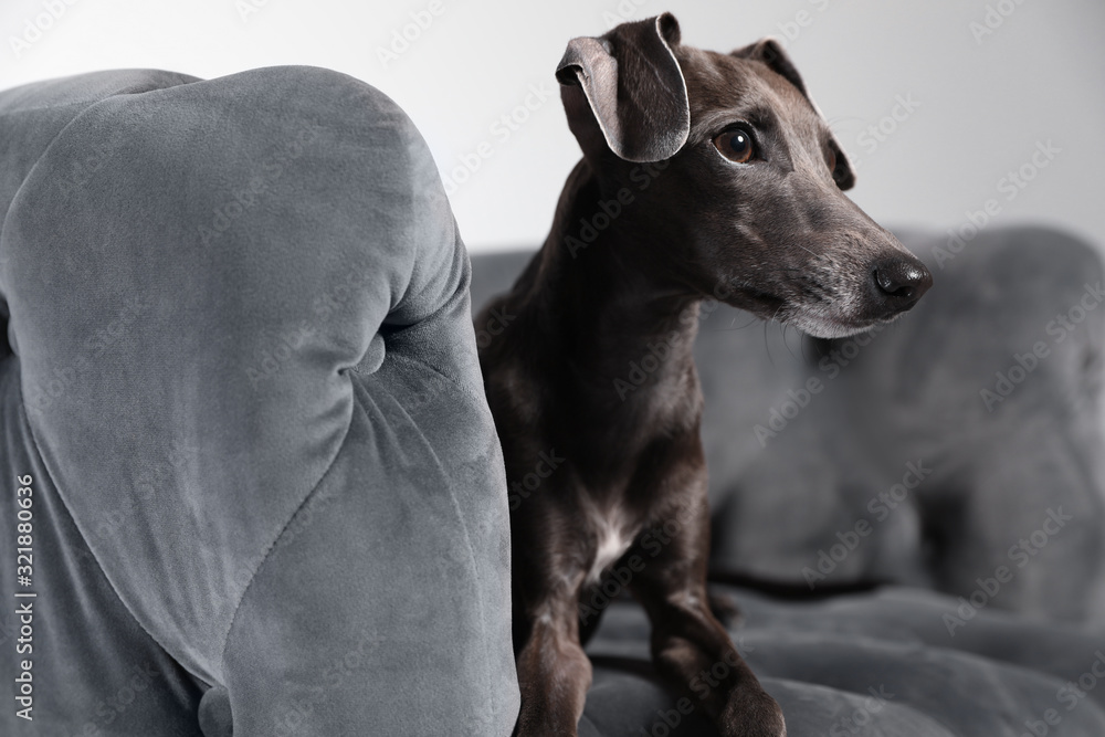 Italian Greyhound dog on armchair against light background