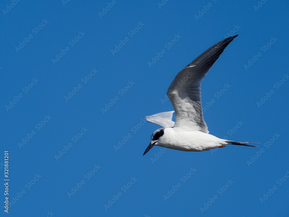 Fototapeta premium Forster's tern, Sterna forsteri