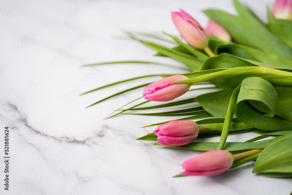 Spring flower pink tulips Spring flower pink tulips