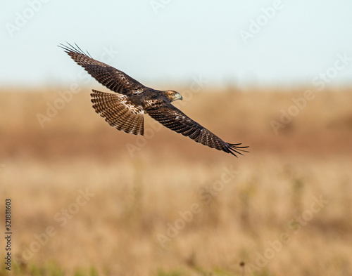 Red-tailed Hawk in flight © David McGowen