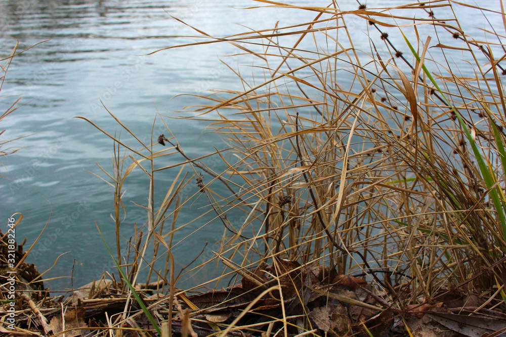 Schilf am See Schilf am See
