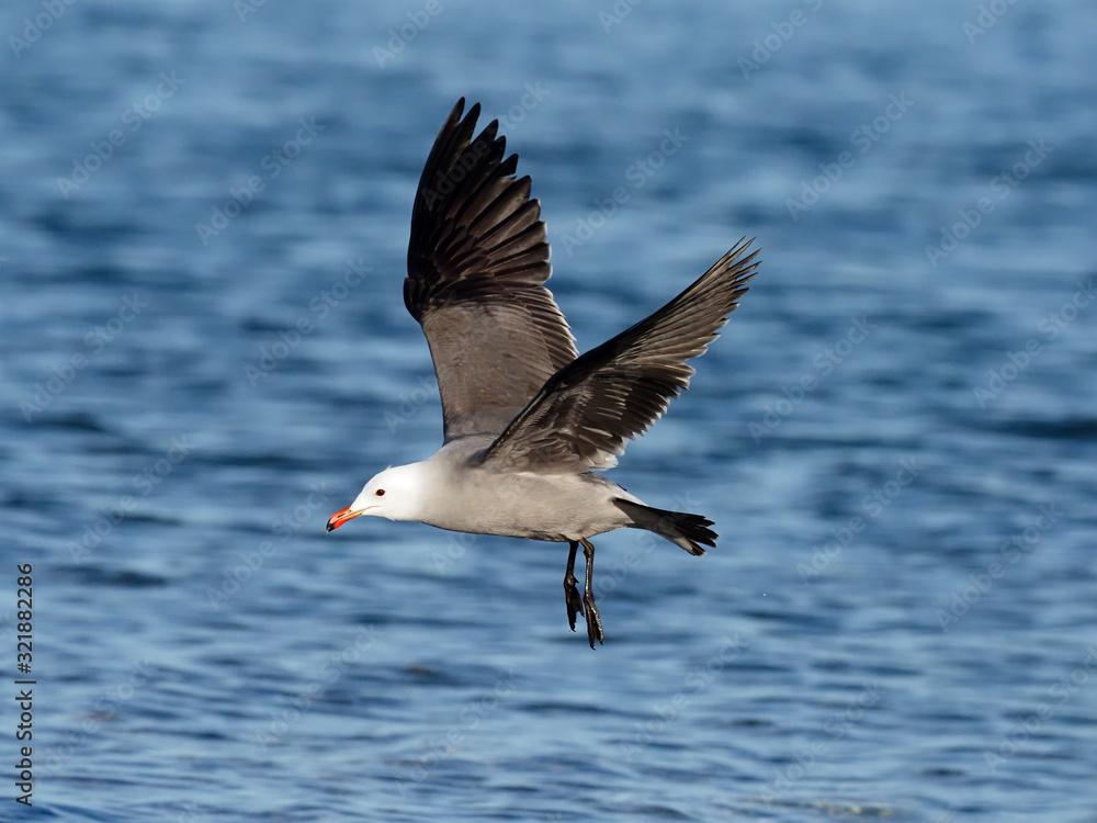 Fototapeta premium Heermann's gull, Larus heermanni