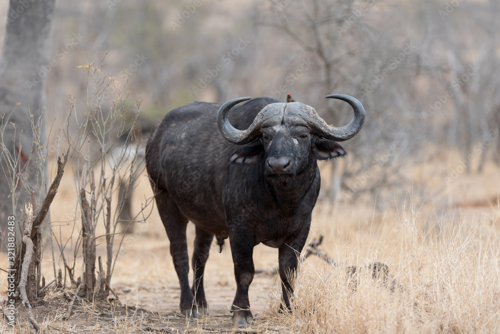 Cape buffalo, African buffalo in the wilderness Cape buffalo, African buffalo in the wilderness