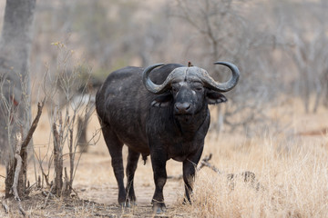 Fototapete Büffel Kapbüffel in afrikanischer Wildnis  © Ozkan Ozmen