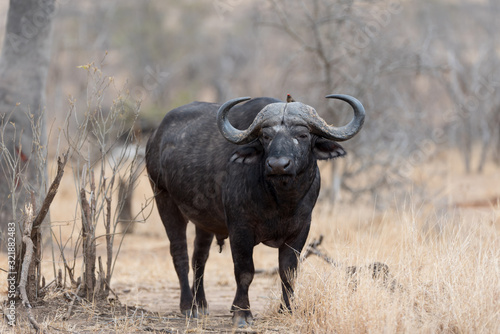 Cape buffalo, African buffalo in the wilderness photo