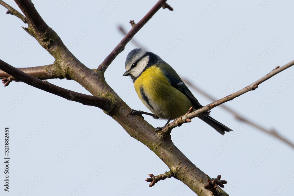 Obraz premium Portrait of Eurasian blue tit perched on branch in front of grey background