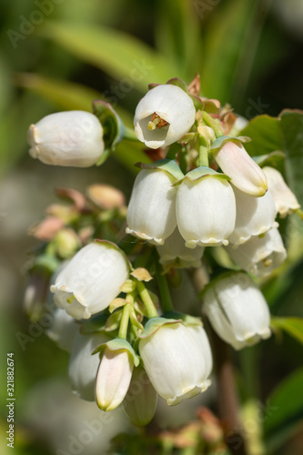 Blueberry, Vaccinium myrtillus