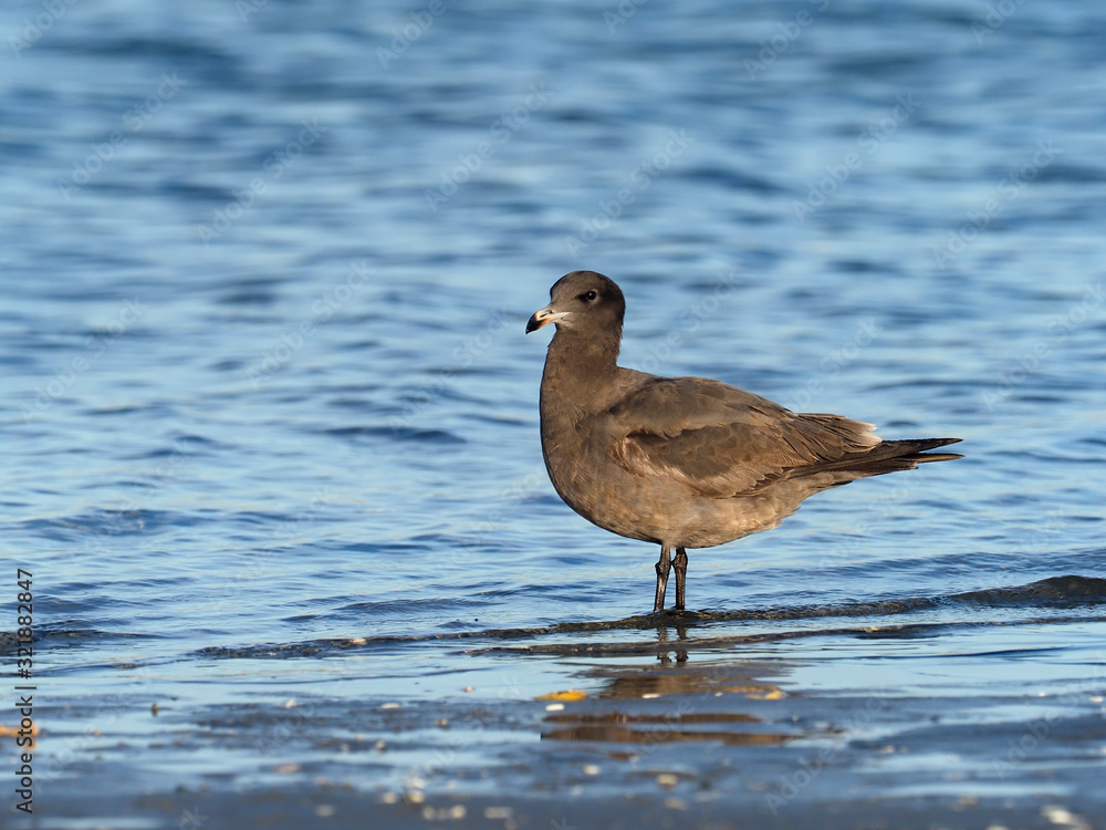 Heermann's gull, Larus heermanni