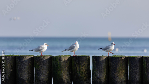 Fototapeta Naklejka Na Ścianę i Meble -  white gulls sitting on the breakwater