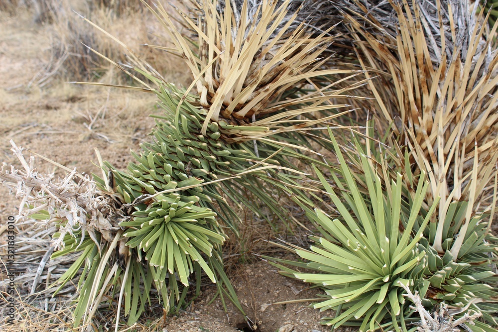 The truncation of foliage on this Yucca Brevifolia, a Southern Mojave Desert Native in Joshua Tree National Park, is most likely caused by Packrats, utilized for food or den construction. The truncation of foliage on this Yucca Brevifolia, a Southern Mojave Desert Native in Joshua Tree National Park, is most likely caused by Packrats, utilized for food or den construction.