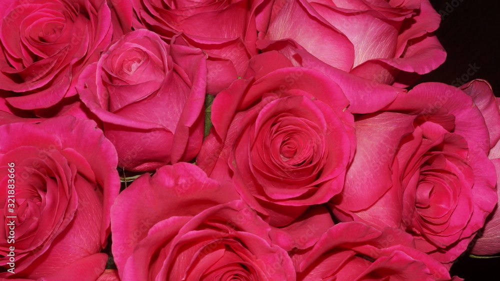 flowering garden plants: roses, gerberas, irises